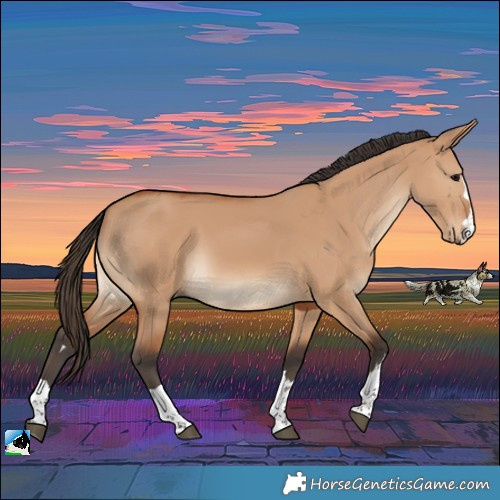 Horse Color:Bay Dun Rabicano