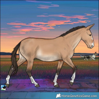 Horse Color:Bay Dun Rabicano