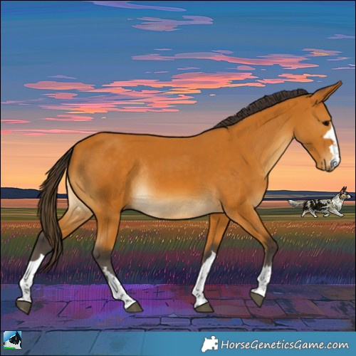 Horse Color:Buckskin Rabicano 