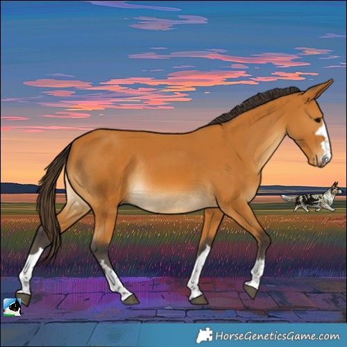 Horse Color:Buckskin Rabicano 