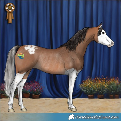 Horse Color:Bay Splash Varnish Rabicano 
