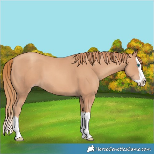 Horse Color:Gold Champagne Splash 