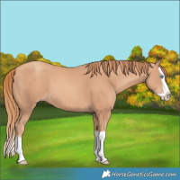 Horse Color:Gold Champagne Splash 