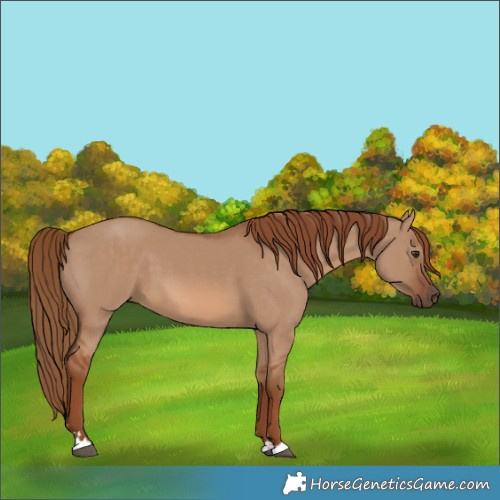 Horse Color:Red Dun 