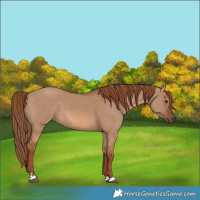 Horse Color:Red Dun