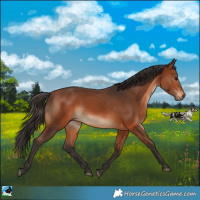 Horse Color:Bay Rabicano 