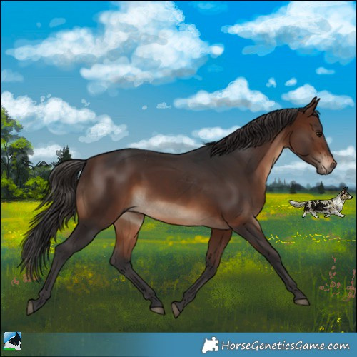 Horse Color:Brown Rabicano