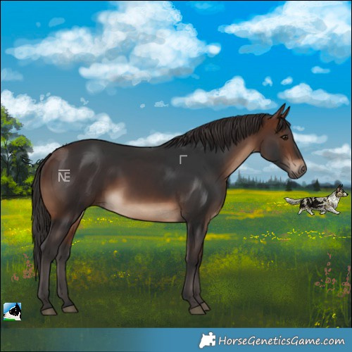 Horse Color:Brown Rabicano 