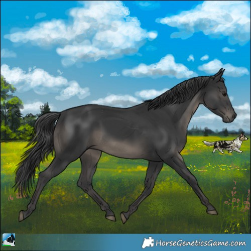 Horse Color:Black Rabicano 