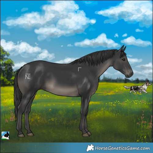 Horse Color:Black Rabicano 