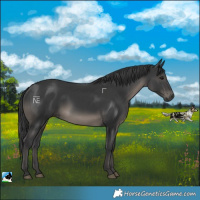 Horse Color:Black Rabicano 