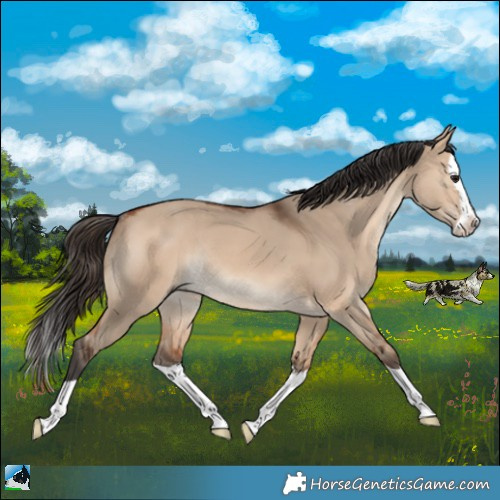 Horse Color:Bay Dun Splash Rabicano