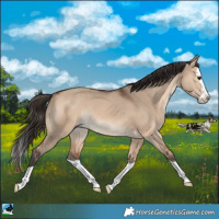 Horse Color:Bay Dun Splash Rabicano 