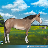 Horse Color:Bay Dun Splash Rabicano 