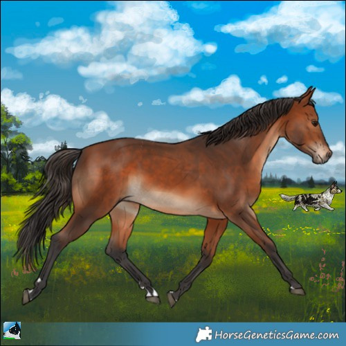 Horse Color:Bay Rabicano 