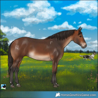 Horse Color:Bay Rabicano 