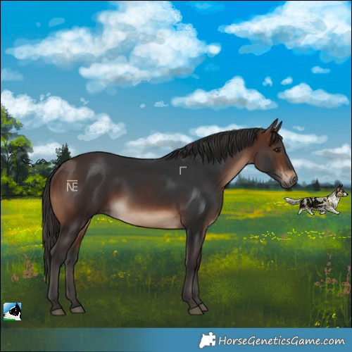 Horse Color:Brown Rabicano