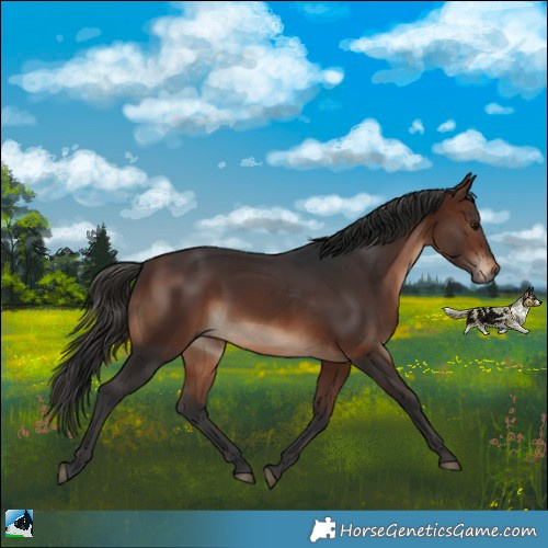 Horse Color:Brown Rabicano 