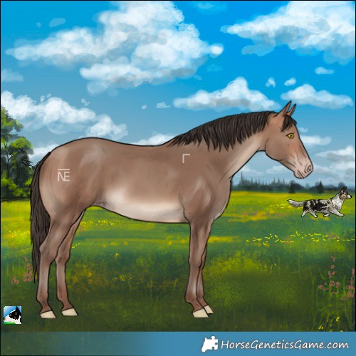 Horse Color:Sable Champagne Rabicano 