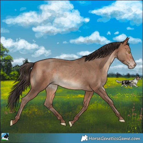 Horse Color:Sable Champagne Rabicano