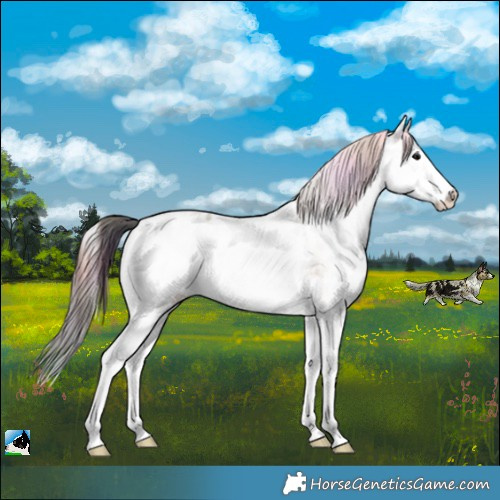 Horse Color:Nacre White Spotted Bay Ice Roan Onyx Splash Near Leopard 
