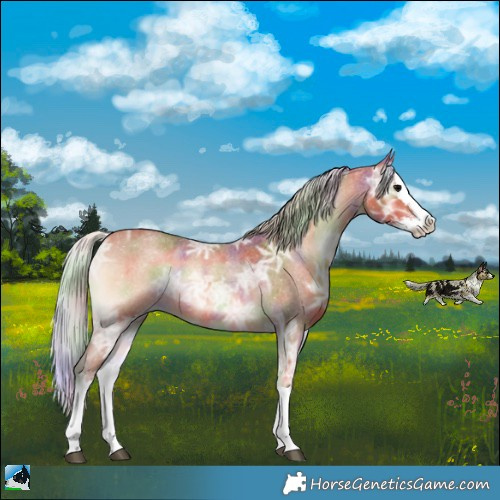 Horse Color:Nacre Silver Bay Ice Roan Onyx Sabino Splash