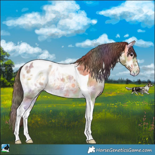 Horse Color:Nacre Buckskin Ice Roan Onyx Tobiano Blanket 