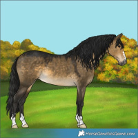 Horse Color:Gray Buckskin Dun