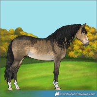 Horse Color:Gray Buckskin Dun 