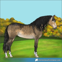 Horse Color:Gray Buckskin Dun 
