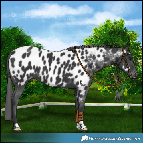Horse Color:Black Near Leopard 
