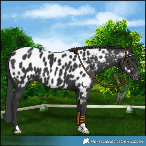 Horse Color:Black Appaloosa 