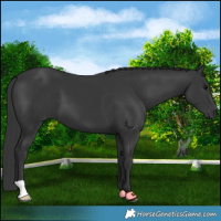 Horse Color:Black 