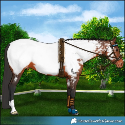Horse Color:Brown Appaloosa 
