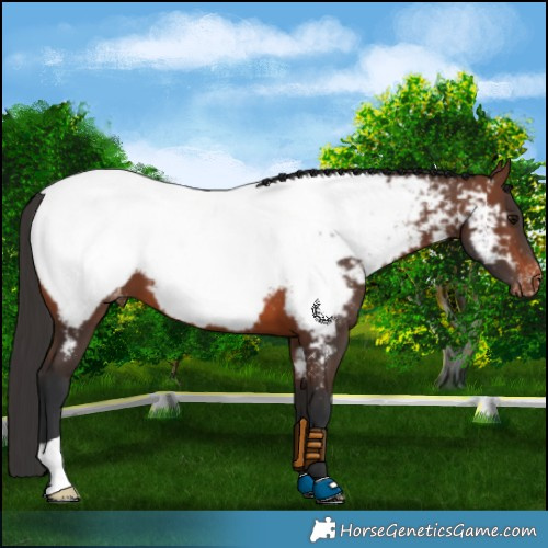 Horse Color:Brown Appaloosa 