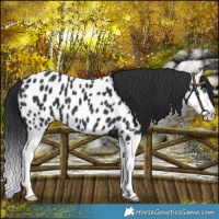 Horse Color:Black Splash Near Leopard 