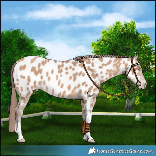 Horse Color:Amber Champagne Tobiano Near Leopard 