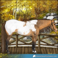 Horse Color:Buckskin Snowcap 