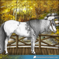 Horse Color:Gray White Spotted Black Snowcap 