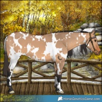Horse Color:White Spotted Bay Dun 
