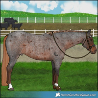 Horse Color:Liver Red Roan