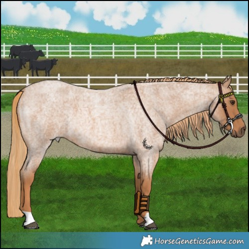 Horse Color:Red Roan Rabicano 