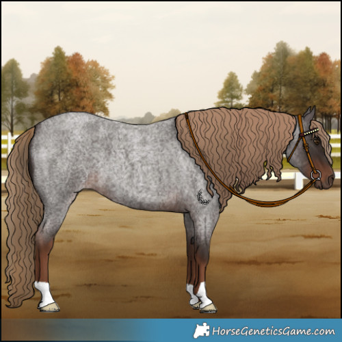 Horse Color:Liver Red Roan 
