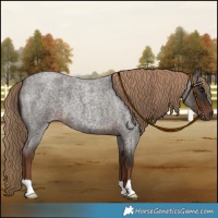 Horse Color:Liver Red Roan 