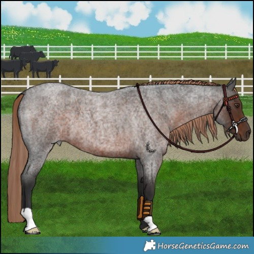 Horse Color:Liver Red Roan 