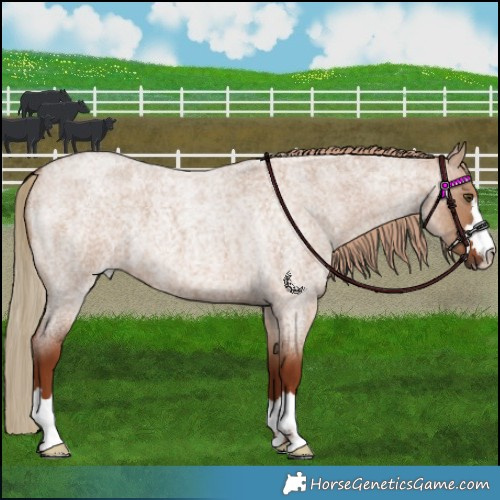 Horse Color:Red Dun Roan 