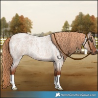 Horse Color:Red Dun Roan 