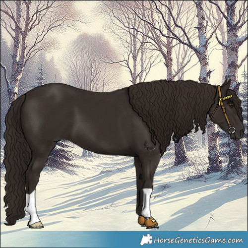 Horse Color:Liver Chestnut 