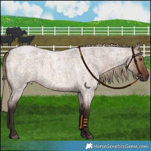 Horse Color:Liver Red Dun Roan 