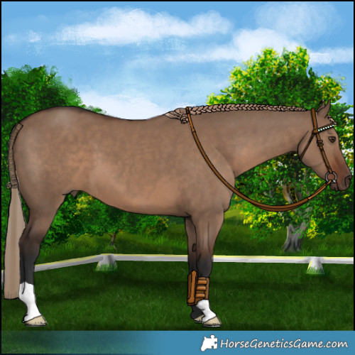 Horse Color:Liver Red Dun